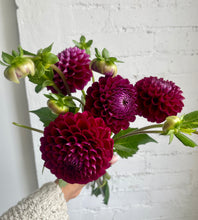 Load image into Gallery viewer, Dahlias
