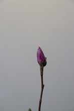 Load image into Gallery viewer, Magnolia Branch
